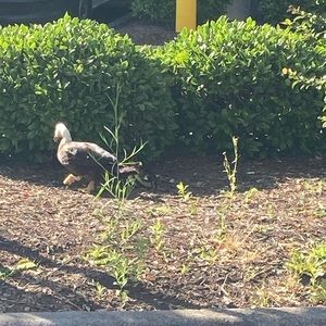 Meet your Posher, Kyleeah